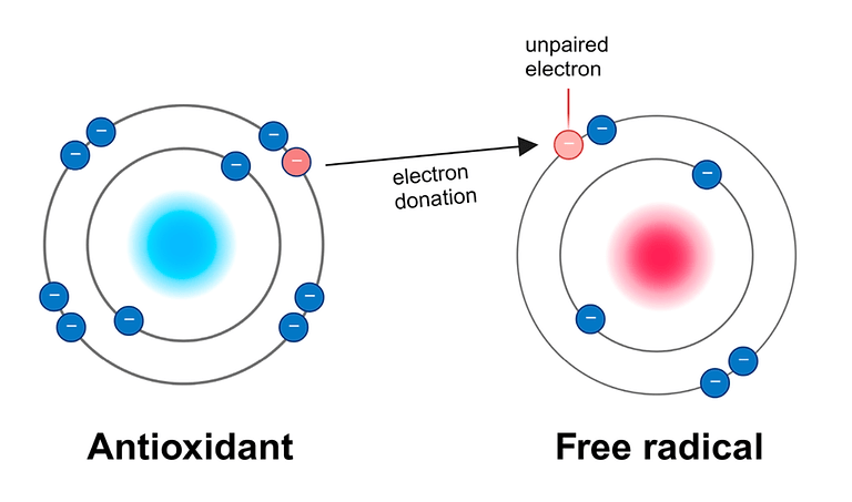 glutathione free radical scavenger in french The System: A Journey from Cyanobacteria to Higher Eukaryotes Effects of N-acetylcysteine, oral glutathione
