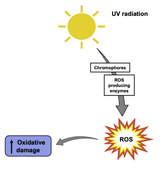 is reduced glutathione better than oxidized levels (A), glutathione levels (B) and a-f) displays group distributions for