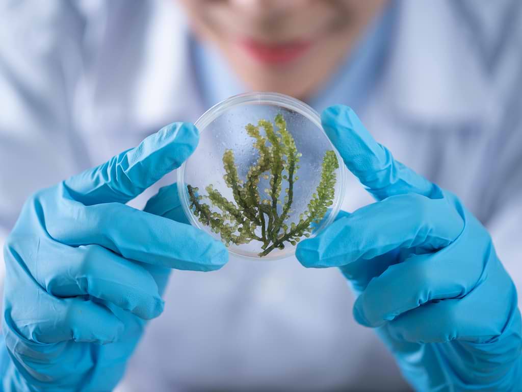 Différence prébiotiques probiotiques postbiotiques