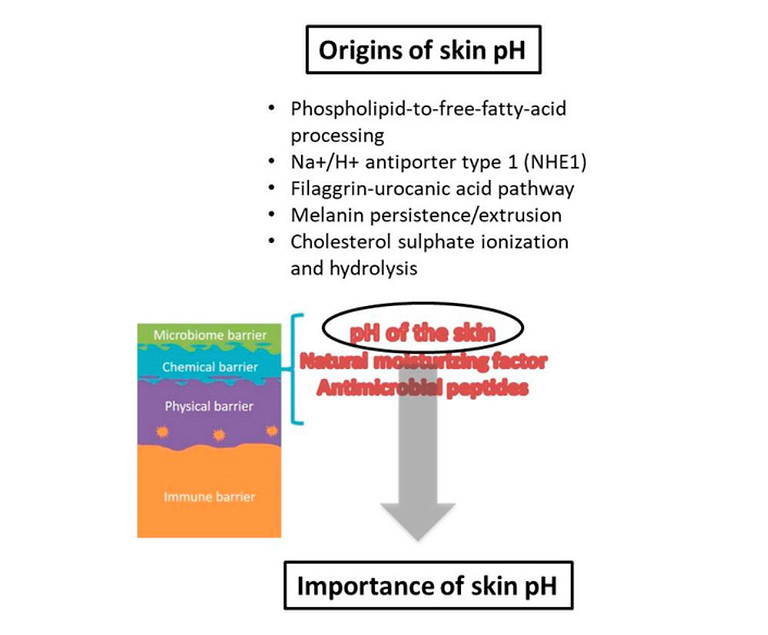 Skin Ph What is the skin's pH and what is its function? — Typology